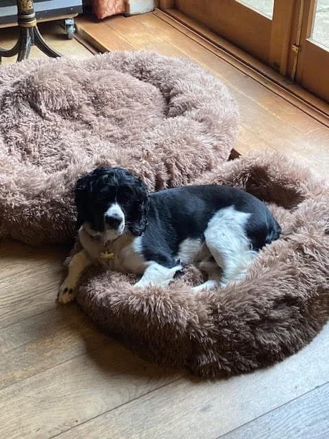 Ash,  Cocker Spaniel for adoption at UK Spaniel Rescue, Preston