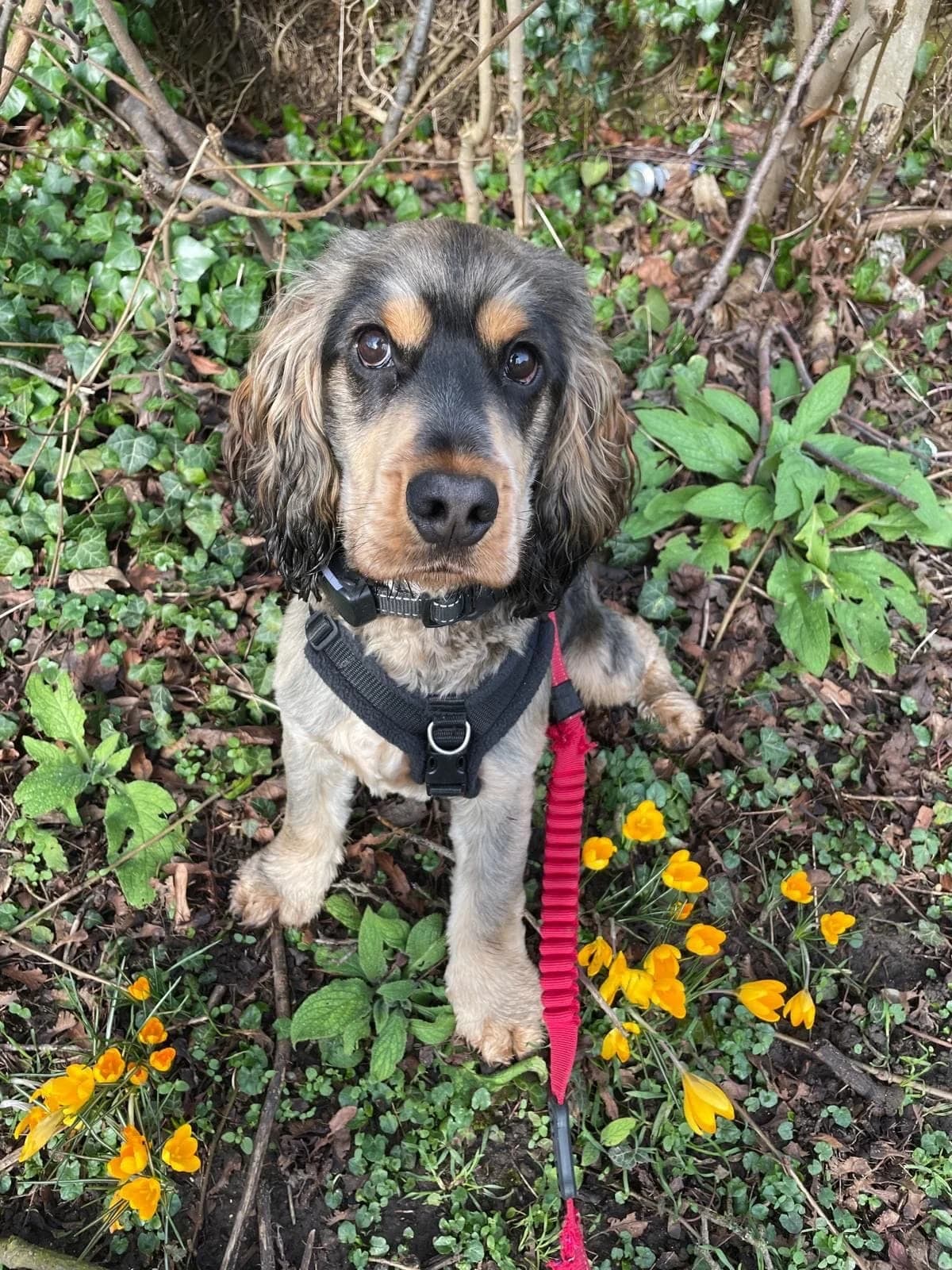 Ralph, Cocker Spaniel for adoption at UK Spaniel Rescue, Preston