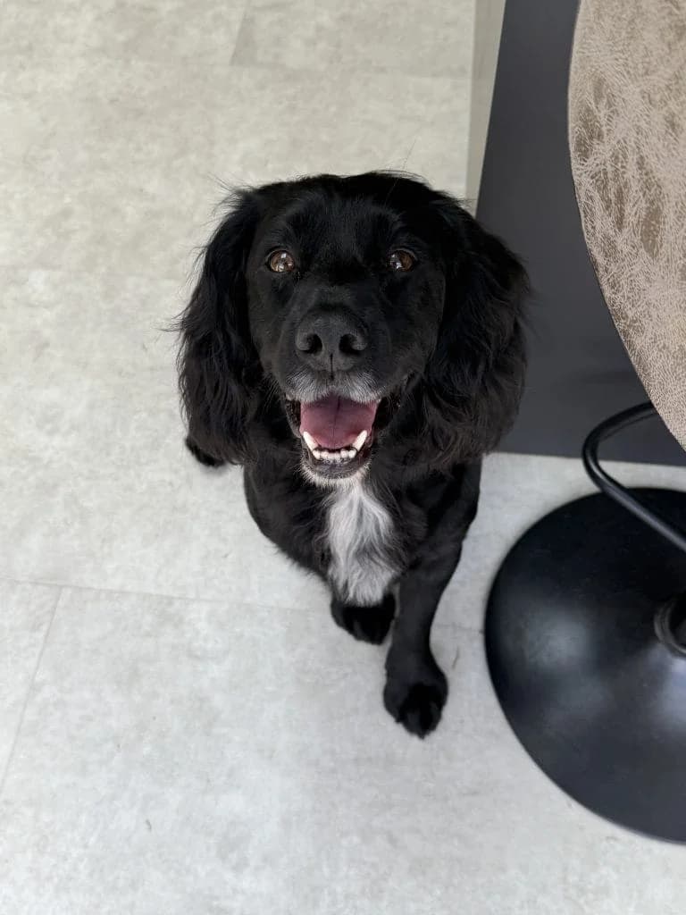 Buddy,  Cocker Spaniel for adoption at UK Spaniel Rescue, Preston
