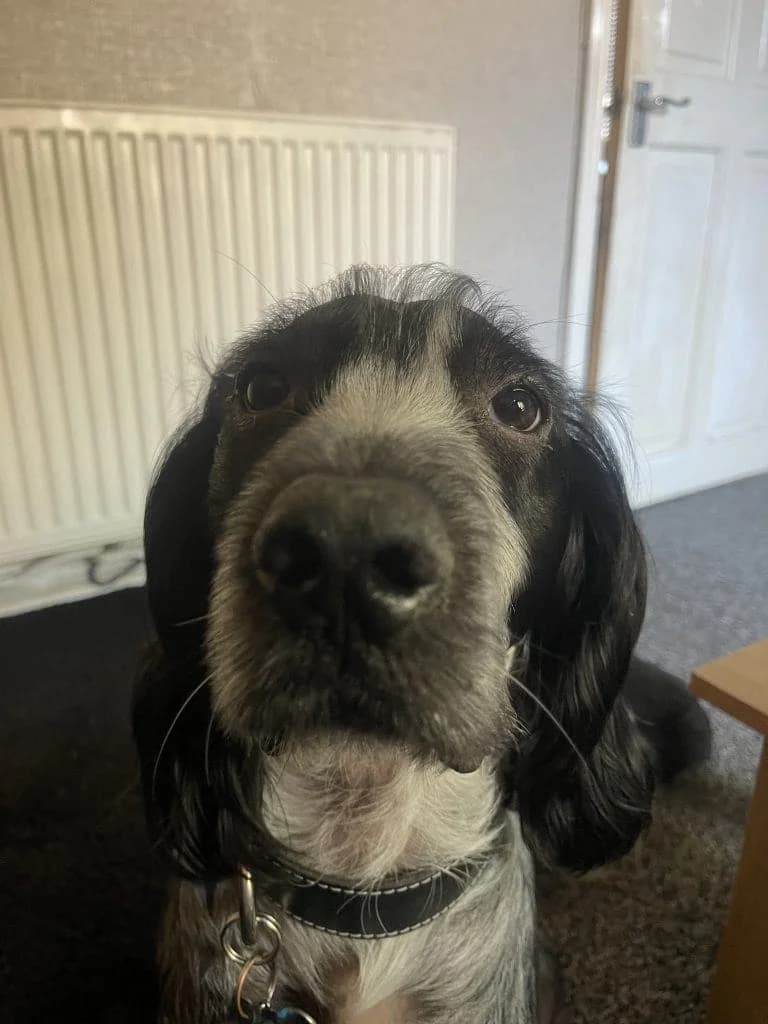 Coco,  Cocker Spaniel for adoption at UK Spaniel Rescue, Preston