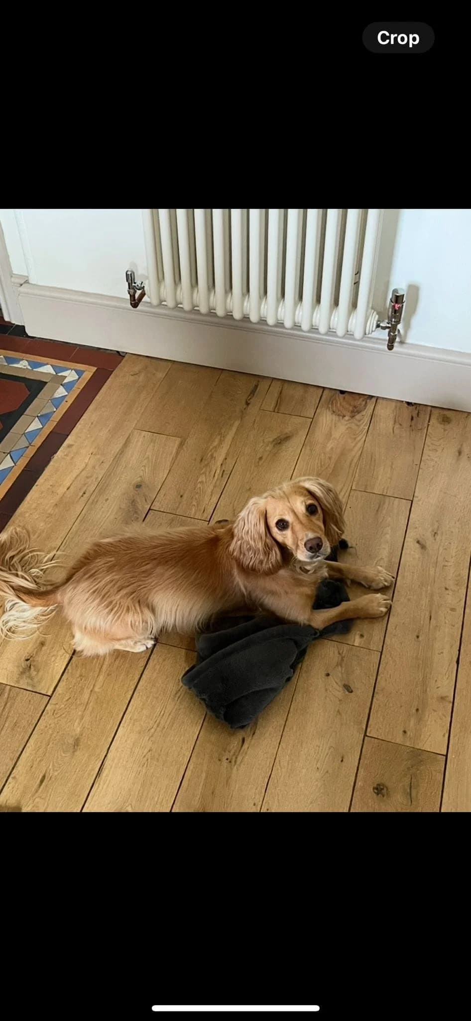 Myrtle,  Cocker Spaniel for adoption at UK Spaniel Rescue, Preston