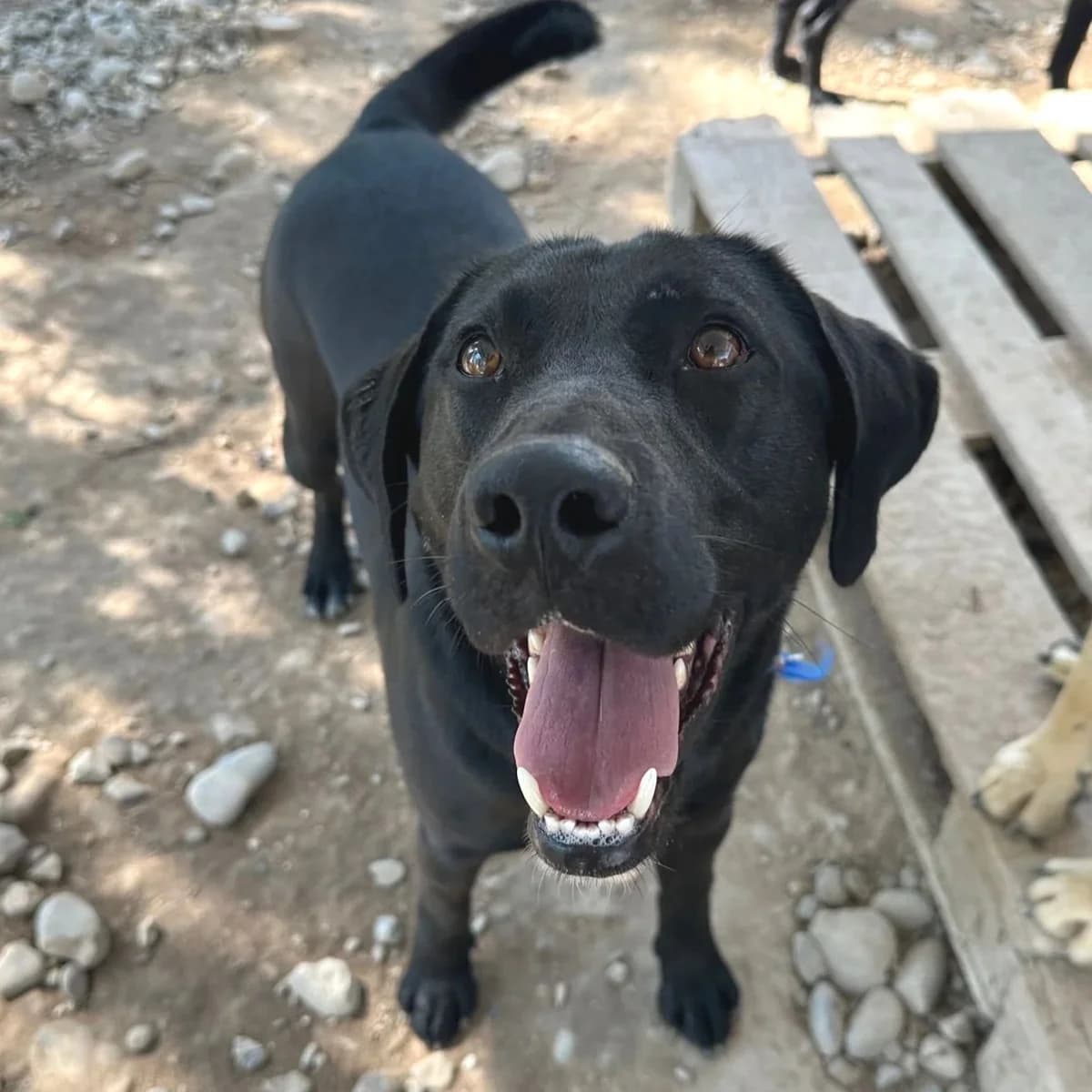 Gus, Mixed Breed (Underdog International)