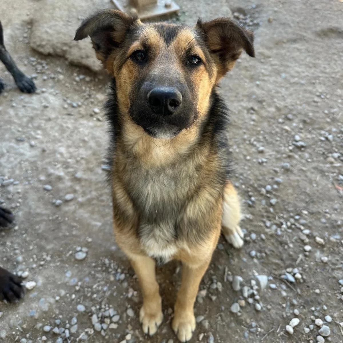 Ted, male Mixed Breed for adoption at Underdog International