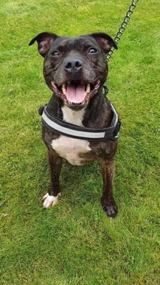 Buster, male Staffordshire Bull Terrier for adoption at The Underheugh Ark