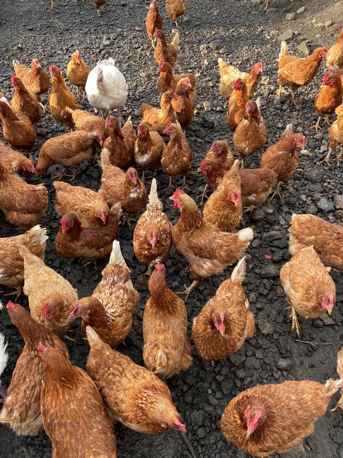 Chickens,  (The Underheugh Ark)
