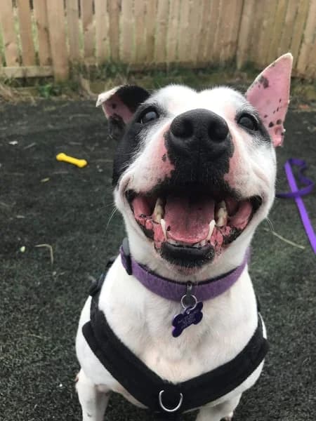 Elvis, male Staffordshire Bull Terrier for adoption at The Underheugh Ark