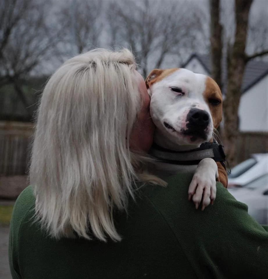 Flo, female Staffordshire Bull Terrier for adoption at The Underheugh Ark