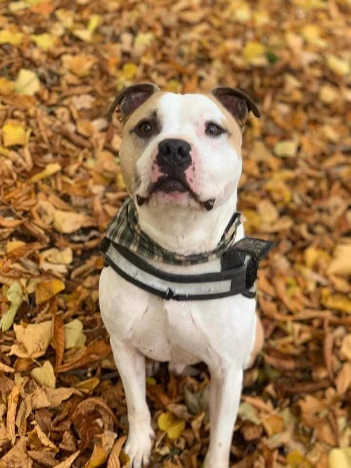Marley, Staffordshire Bull Terrier (The Underheugh Ark)