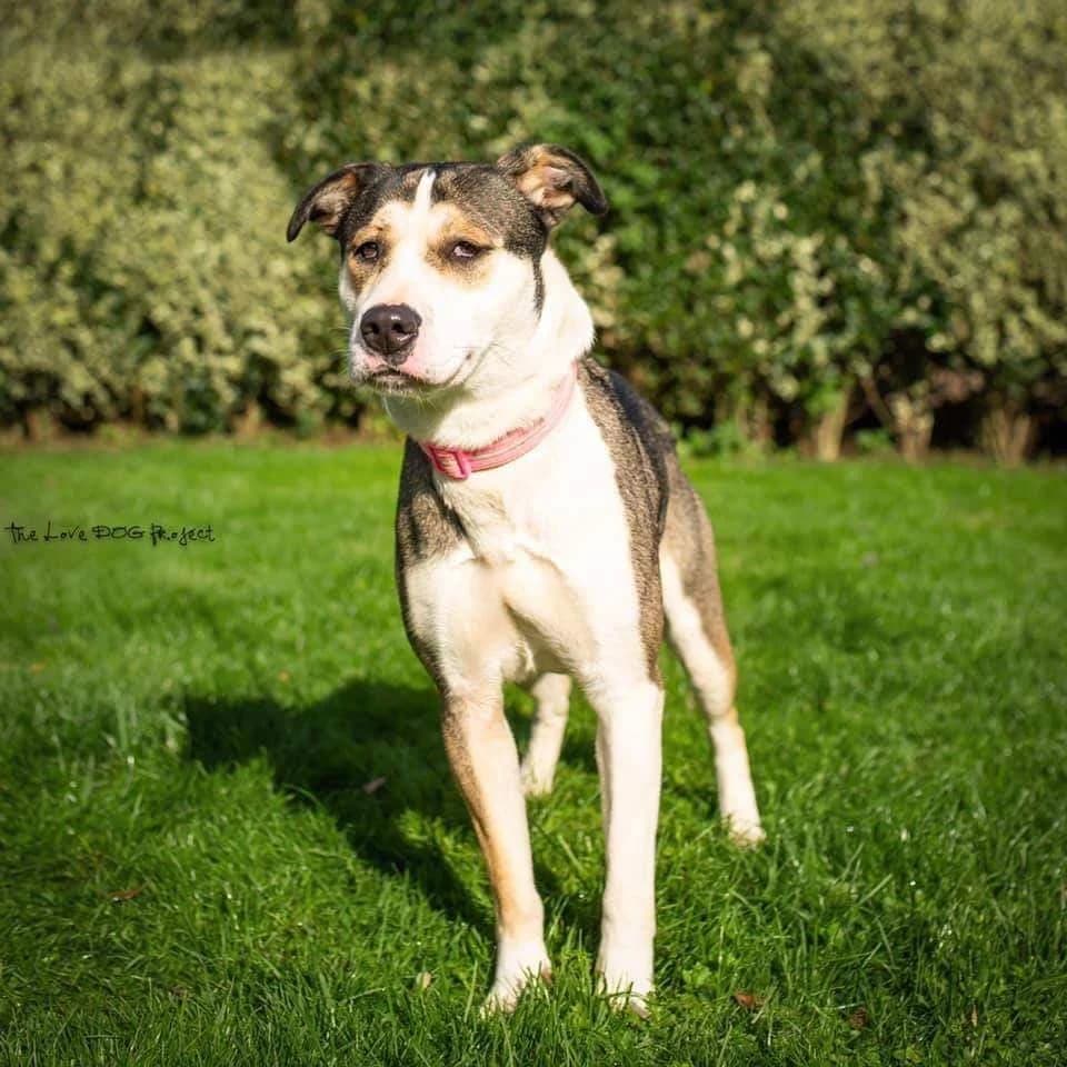 Maya, female Husky for adoption at The Underheugh Ark