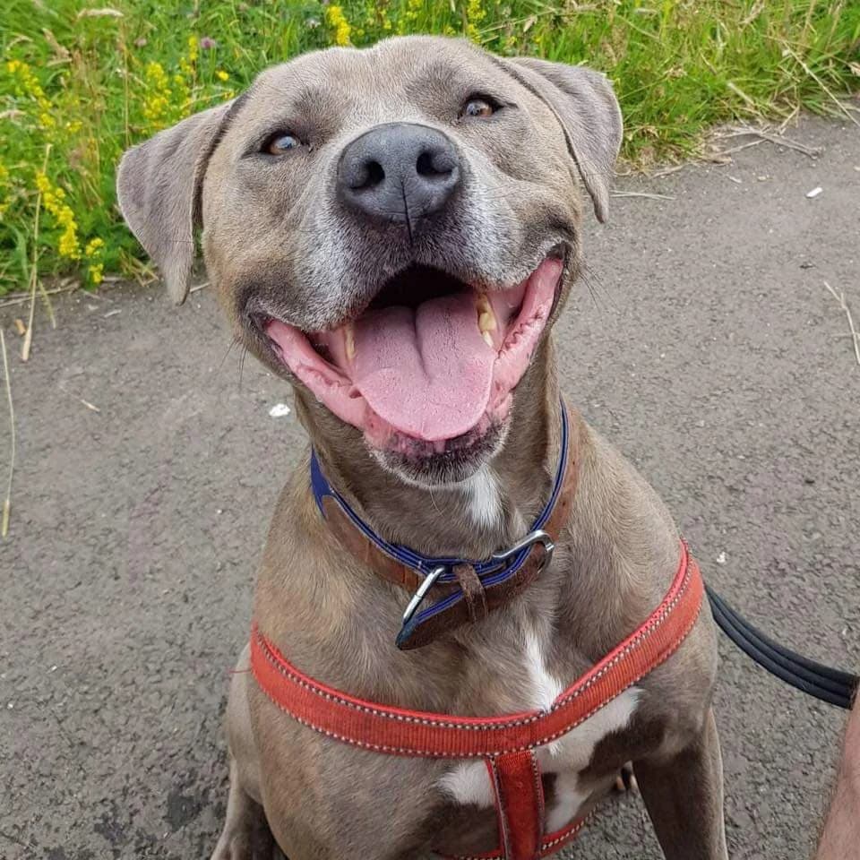 Monkey, male Mastiff for adoption at The Underheugh Ark