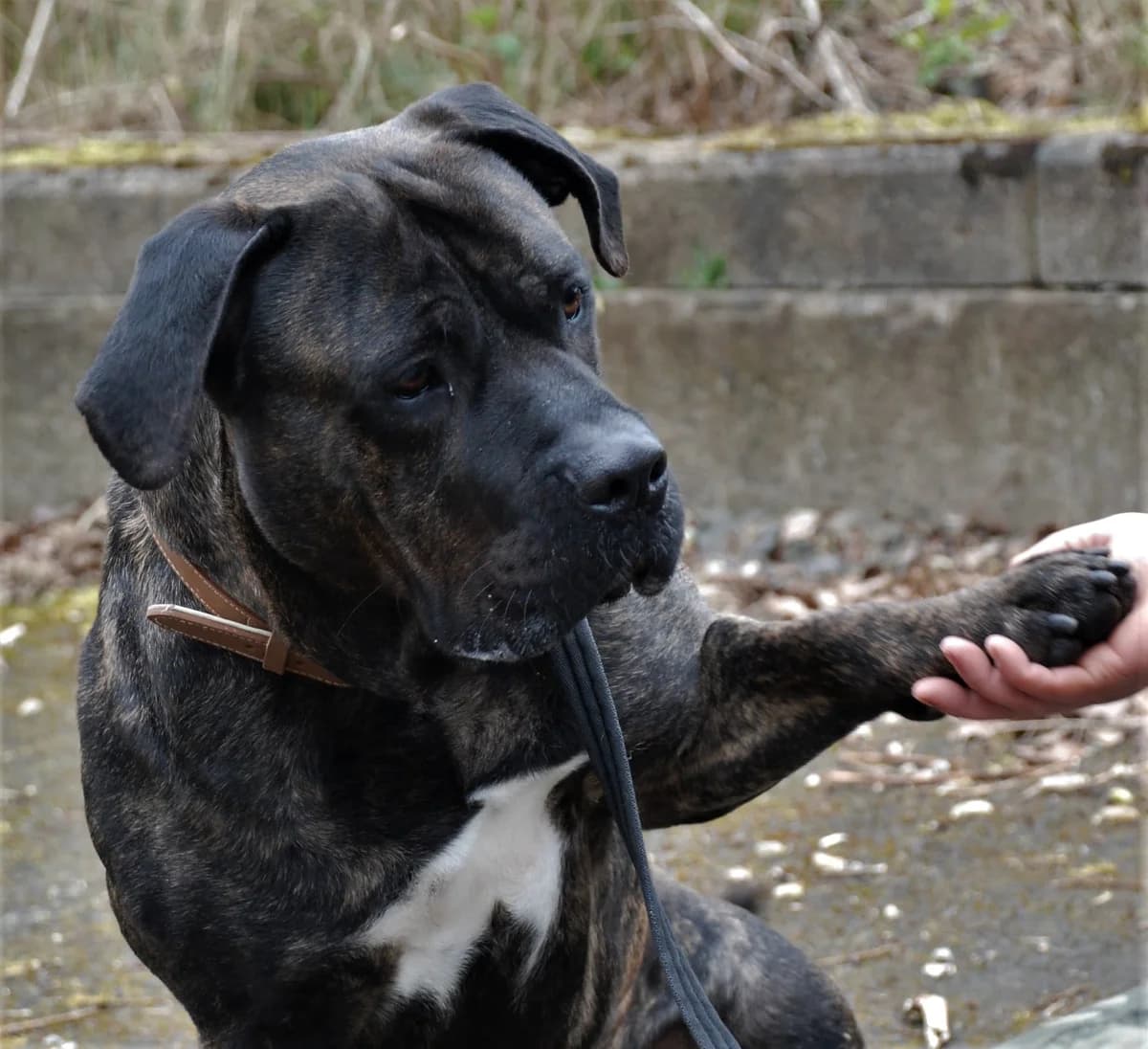 Nevis, male Mastiff for adoption at The Underheugh Ark