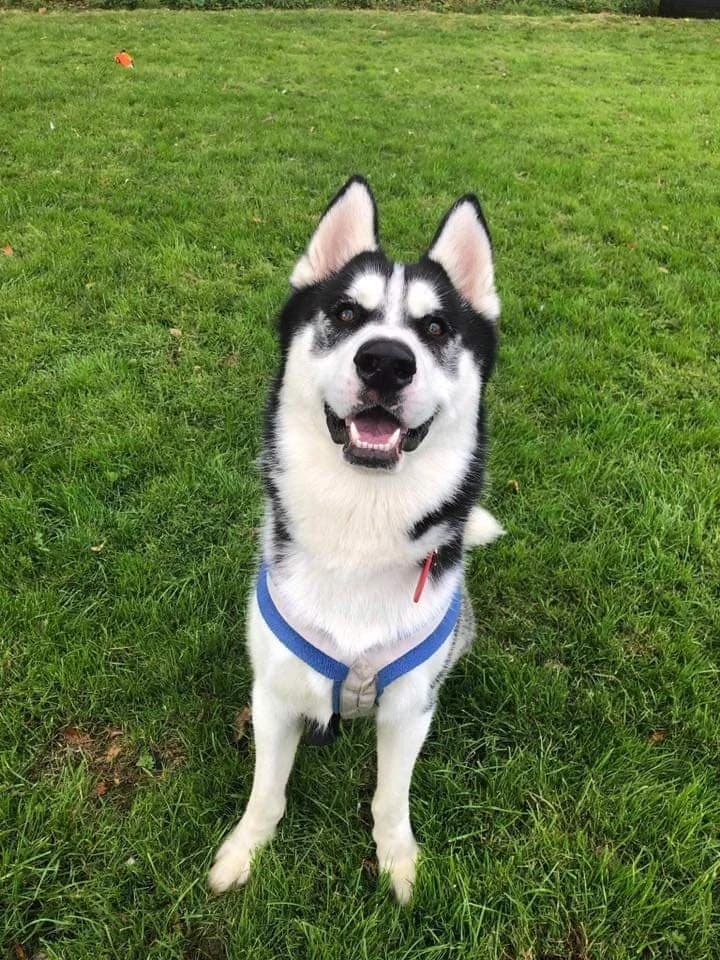 Pasha, female Husky for adoption at The Underheugh Ark