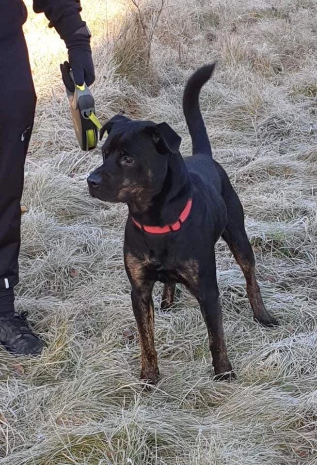 Percy, Rottweiler (The Underheugh Ark)