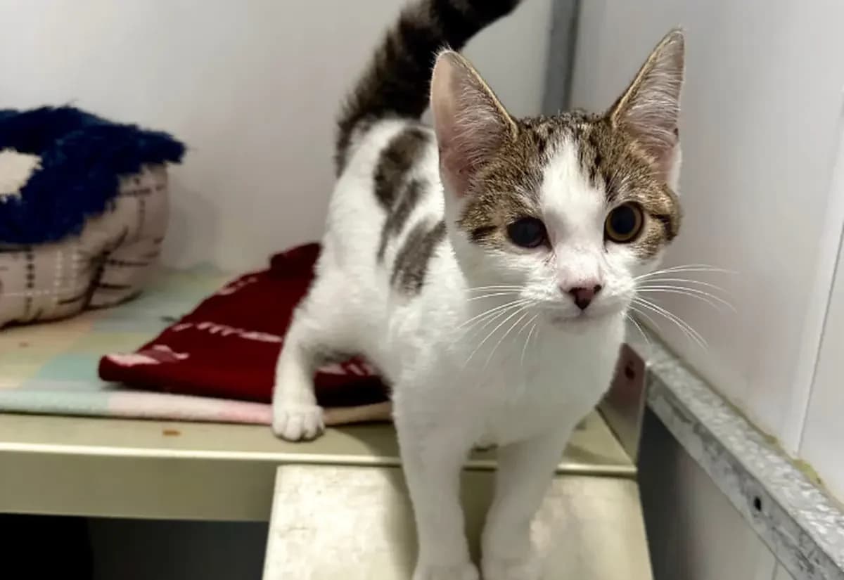 Clover, female puppy Mixed Breed Cat for adoption at Ulster SPCA, Northern Ireland