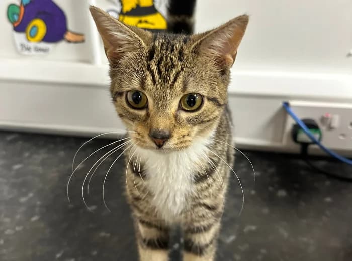 Kumi, female puppy Mixed Breed for adoption at Ulster SPCA, Northern Ireland