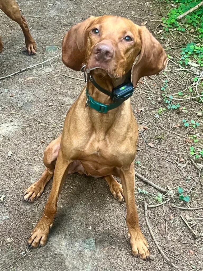 HARVEY, Vizsla (Hungarian Vizsla Welfare Charity)