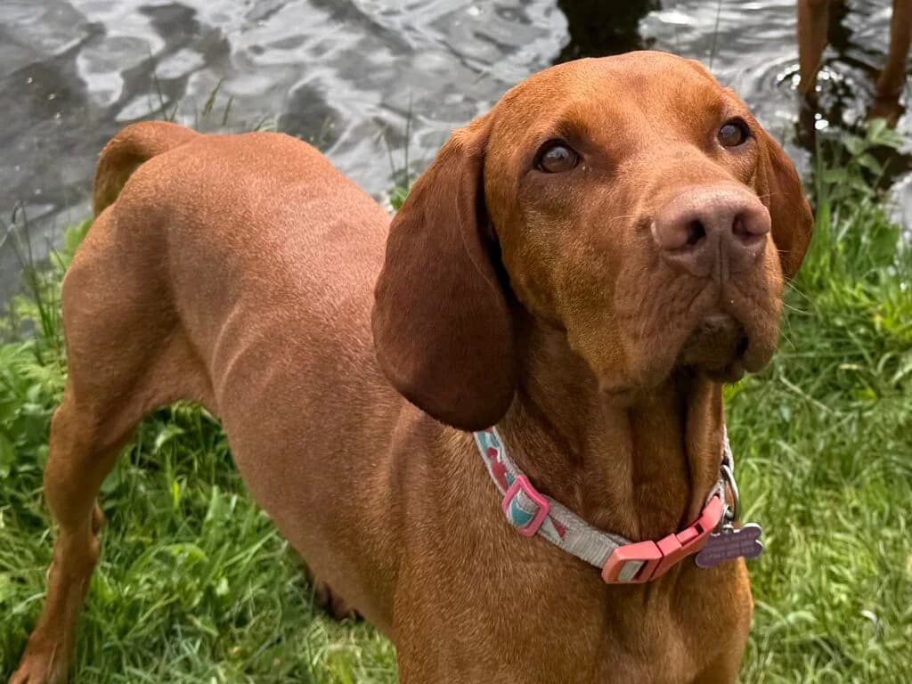 HARVEY, male puppy Vizsla for adoption at Hungarian Vizsla Welfare Charity