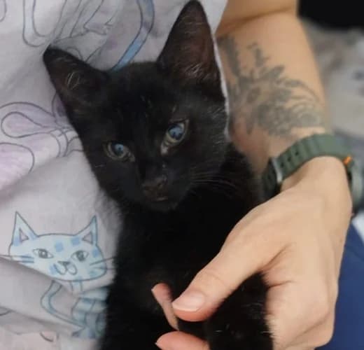 Amy – reserved, female Mixed Breed for adoption at Wadars Animal Rescue, Worthing