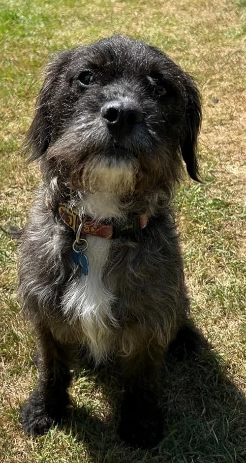 Bruno – found a home,  (Wadars Animal Rescue)