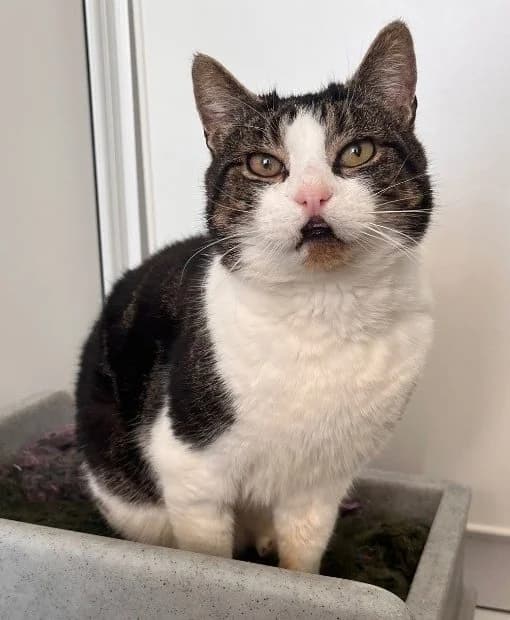 Chase – available, male Mixed Breed for adoption at Wadars Animal Rescue, Worthing