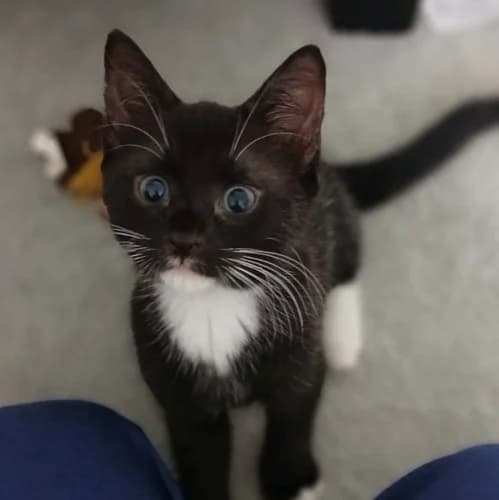 Dom – being viewed, male Mixed Breed for adoption at Wadars Animal Rescue, Worthing