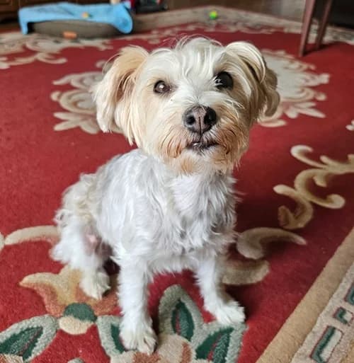Dusty – available, female Mixed Breed for adoption at Wadars Animal Rescue, Worthing