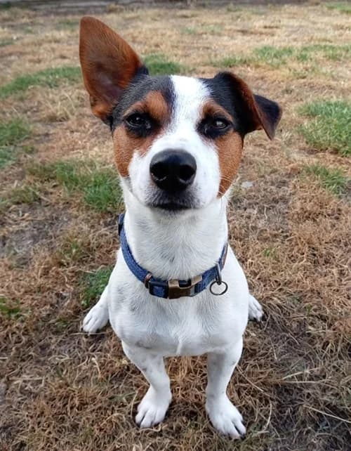 Freddie – being viewed, male Mixed Breed for adoption at Wadars Animal Rescue, Worthing