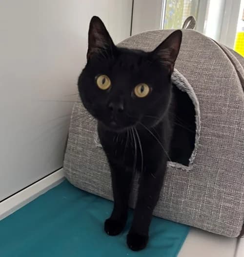 Harry – available, male Mixed Breed for adoption at Wadars Animal Rescue, Worthing