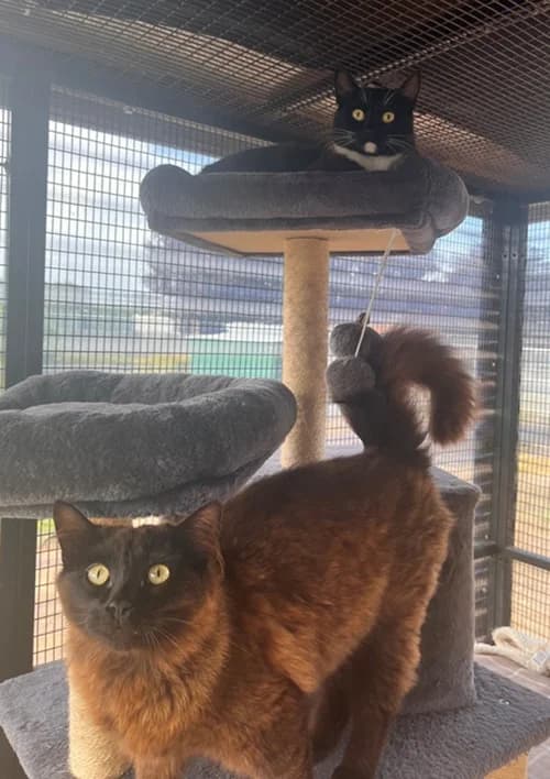 Jessie & Jimmy – available, female Mixed Breed for adoption at Wadars Animal Rescue, Worthing