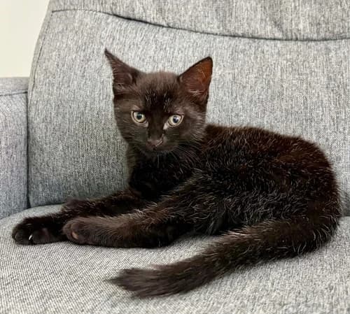 Kittens – available, female puppy Mixed Breed for adoption at Wadars Animal Rescue, Worthing