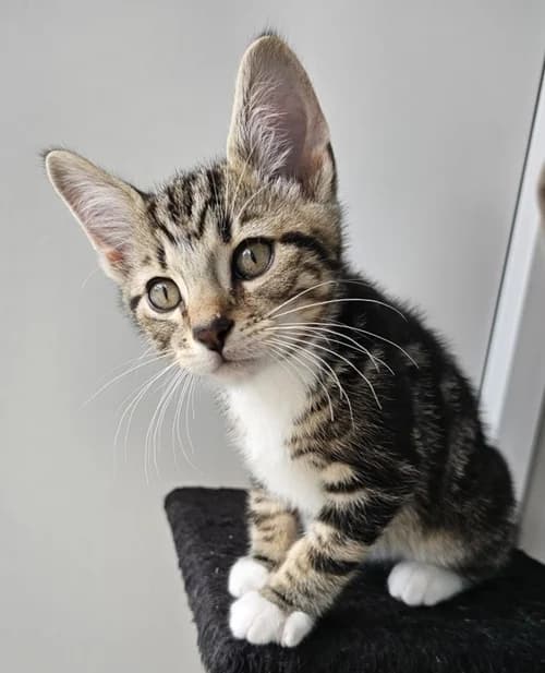 Linguine – found a home, male puppy Mixed Breed for adoption at Wadars Animal Rescue, Worthing