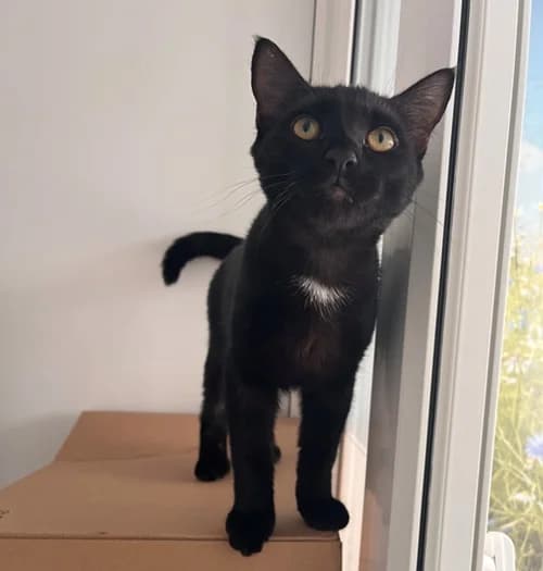 Lion – found a home, male Mixed Breed for adoption at Wadars Animal Rescue, Worthing