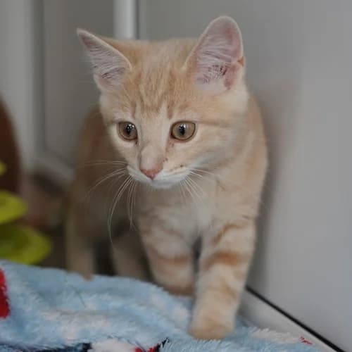 Loaf, female puppy Mixed Breed for adoption at Wadars Animal Rescue, Worthing