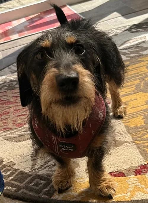 Loki – Found a home, male Mixed Breed for adoption at Wadars Animal Rescue, Worthing