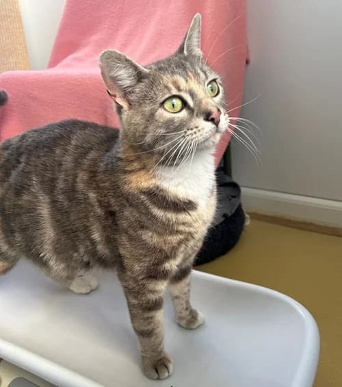 Lyra – found a home, female Mixed Breed for adoption at Wadars Animal Rescue, Worthing