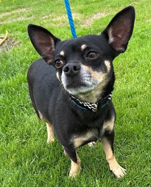 Manny – available, male Mixed Breed for adoption at Wadars Animal Rescue, Worthing
