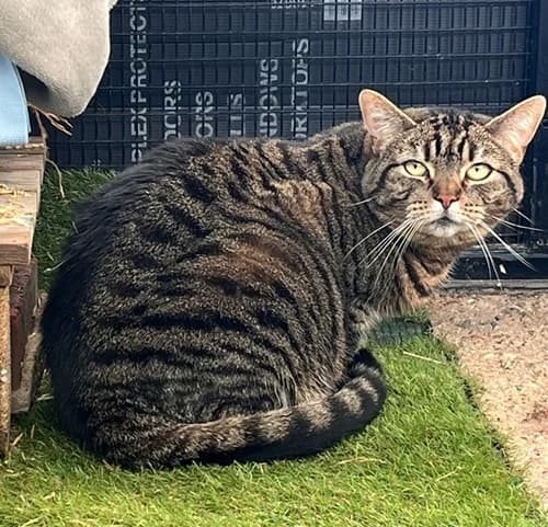 Mia – available, female Mixed Breed for adoption at Wadars Animal Rescue, Worthing