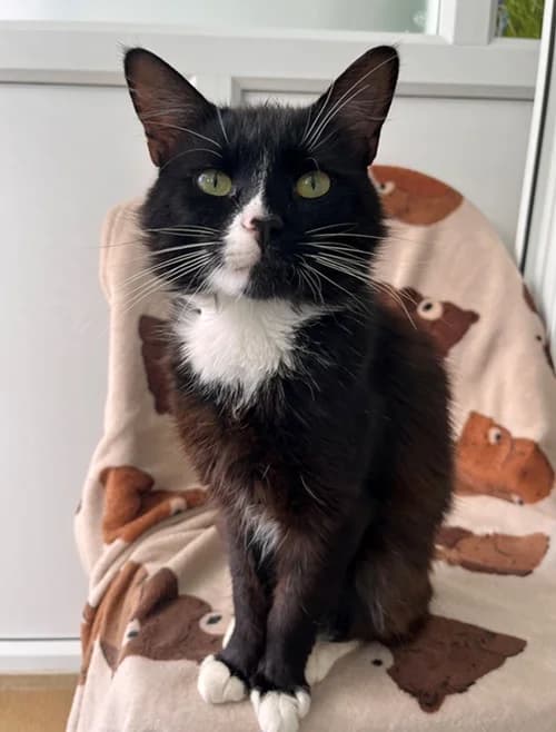Ringo – available, male Mixed Breed for adoption at Wadars Animal Rescue, Worthing