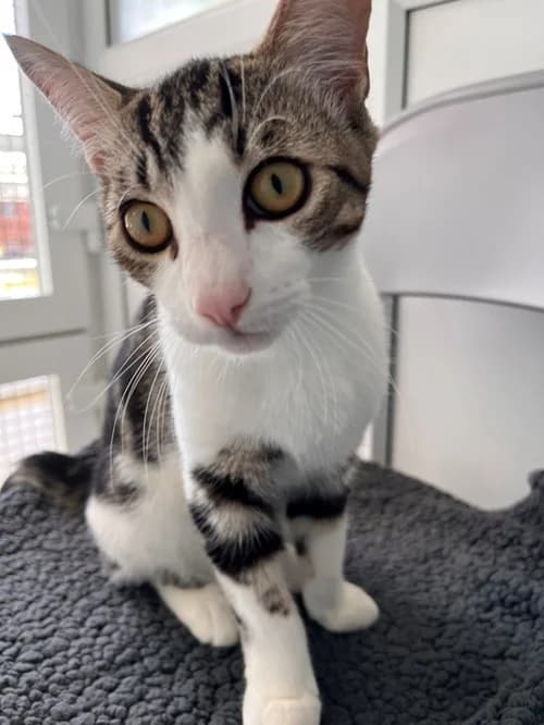Tofu – found a home, male Mixed Breed for adoption at Wadars Animal Rescue, Worthing