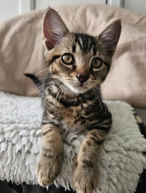Top Cat – found a home, male puppy Mixed Breed for adoption at Wadars Animal Rescue, Worthing