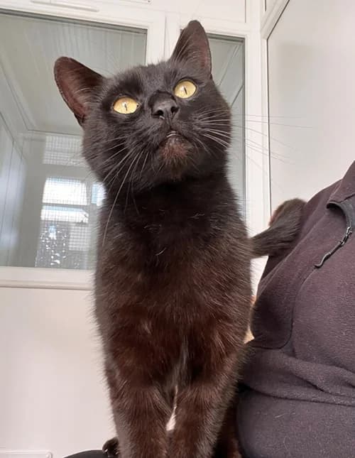 Wilbur – available, male Mixed Breed for adoption at Wadars Animal Rescue, Worthing