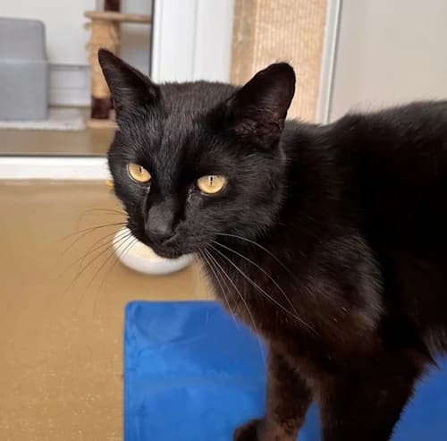 Wilbur – available, Mixed Breed (Wadars Animal Rescue)