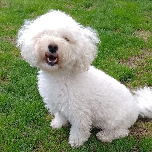 Winnie – available, female Mixed Breed for adoption at Wadars Animal Rescue, Worthing