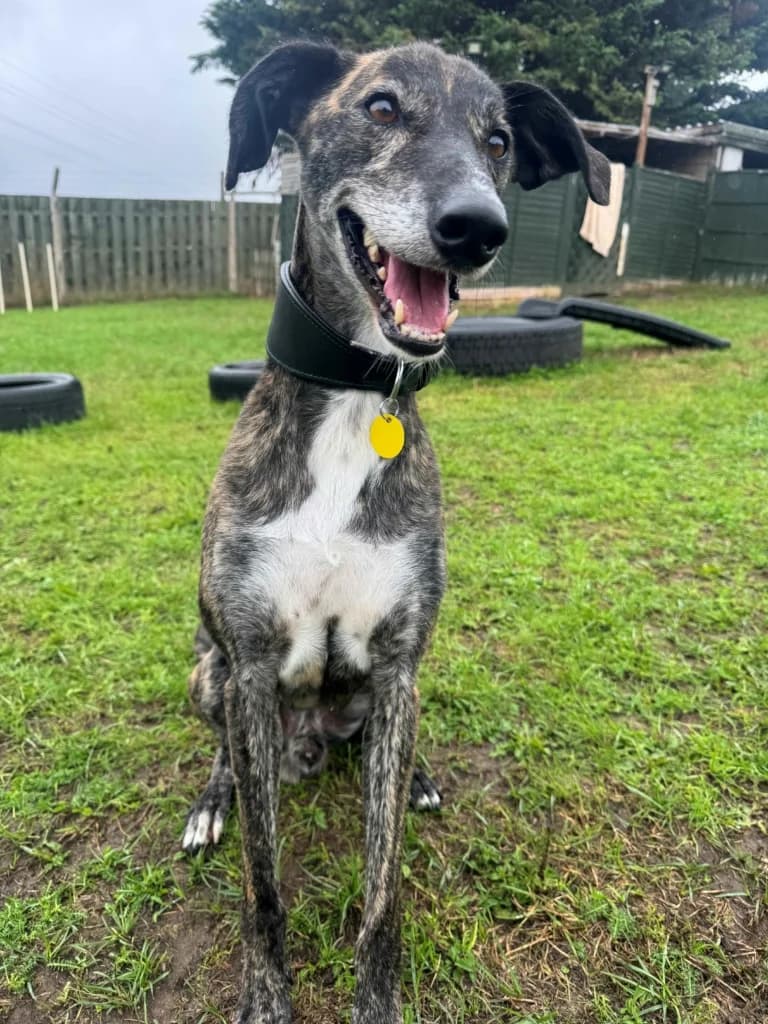 Benny, male 5yo Lurcher for adoption at Waggy Tails Rescue