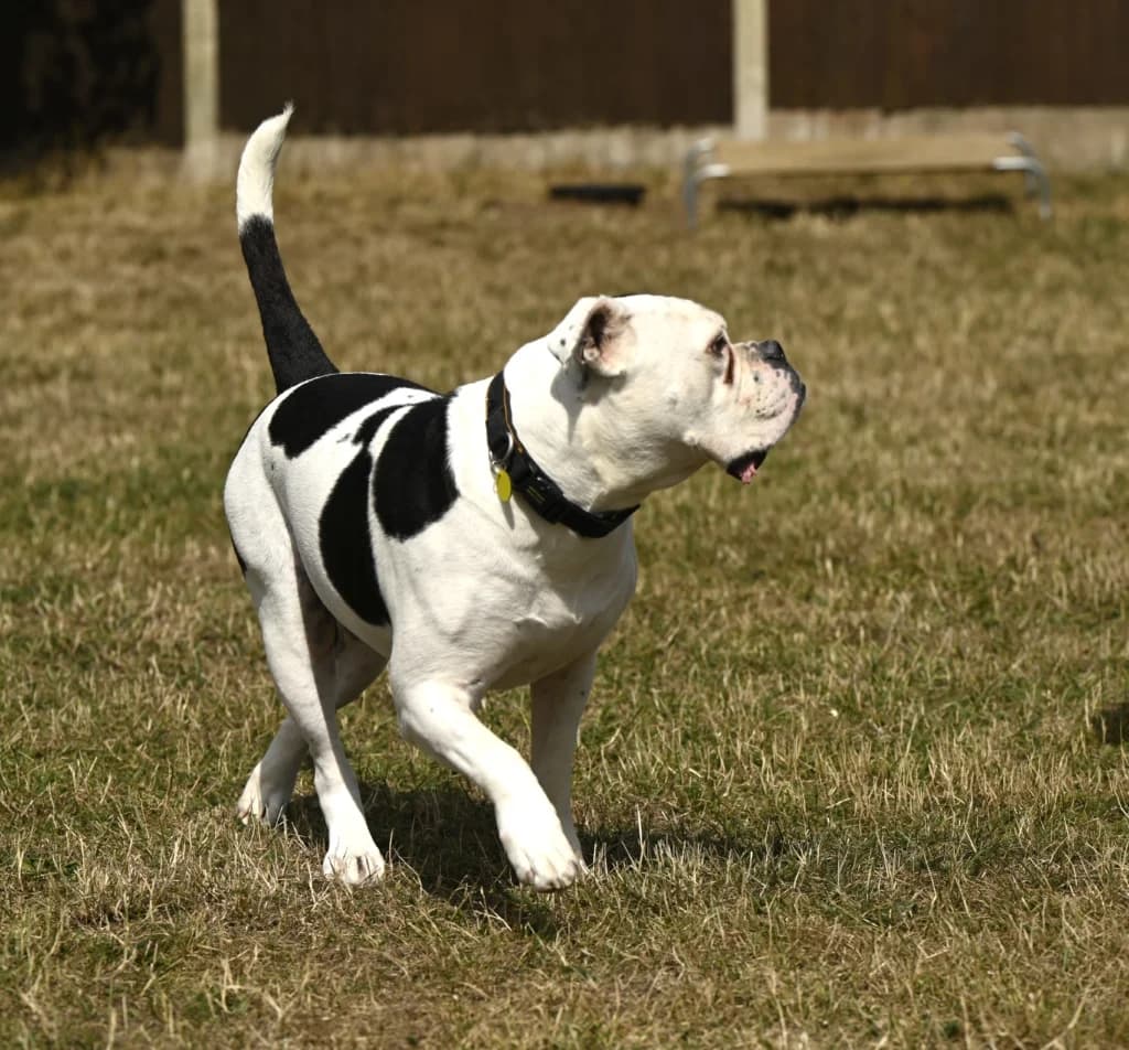 Bobby, male English Bulldog for adoption at Waggy Tails Rescue