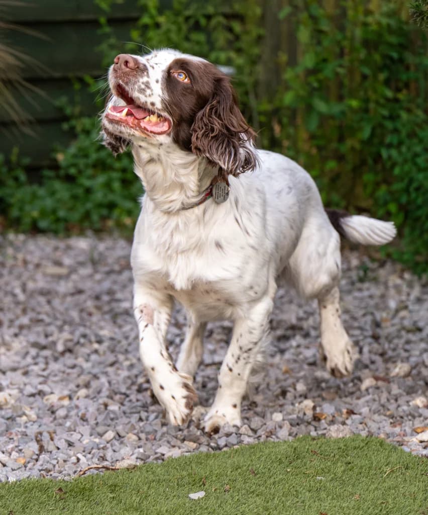 Buckley, male mixed breed for adoption at Waggy Tails Rescue