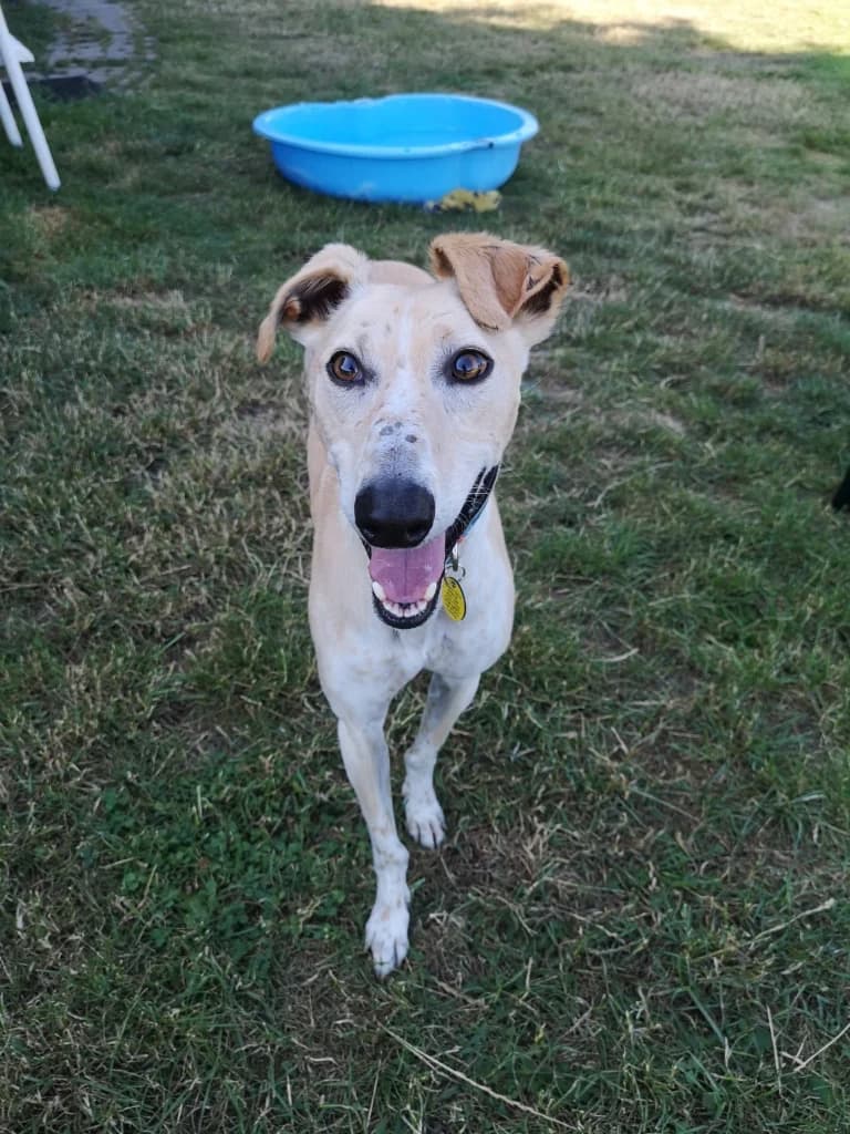 Buddy, male 5yo Lurcher for adoption at Waggy Tails Rescue