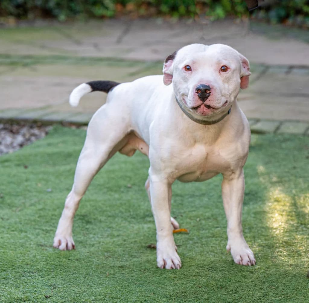 Caesar, male mixed breed for adoption at Waggy Tails Rescue