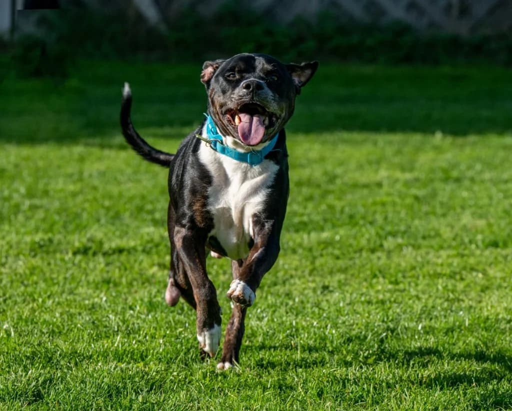 Colby, male Staffordshire Bull Terrier for adoption at Waggy Tails Rescue