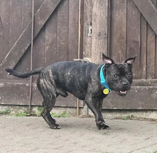 Hewie, male Staffordshire Bull Terrier for adoption at Waggy Tails Rescue